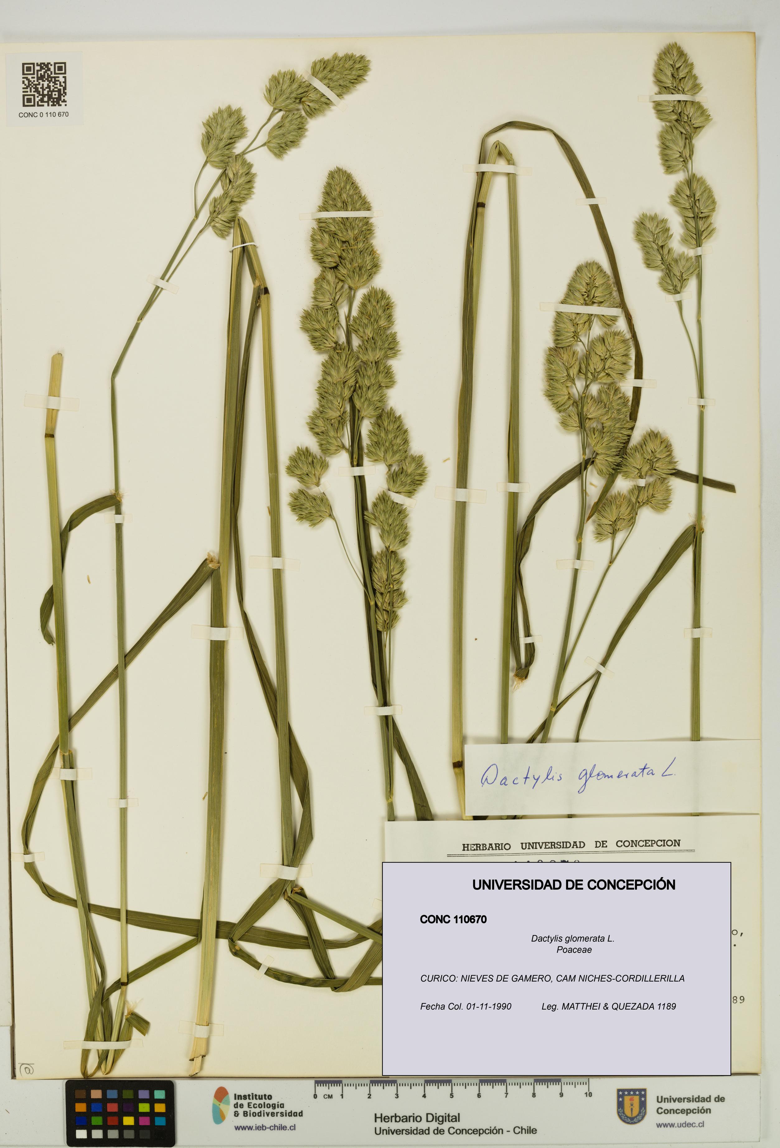 Dactylis glomerata [Espécimen: UDEC:CONC:0110670]