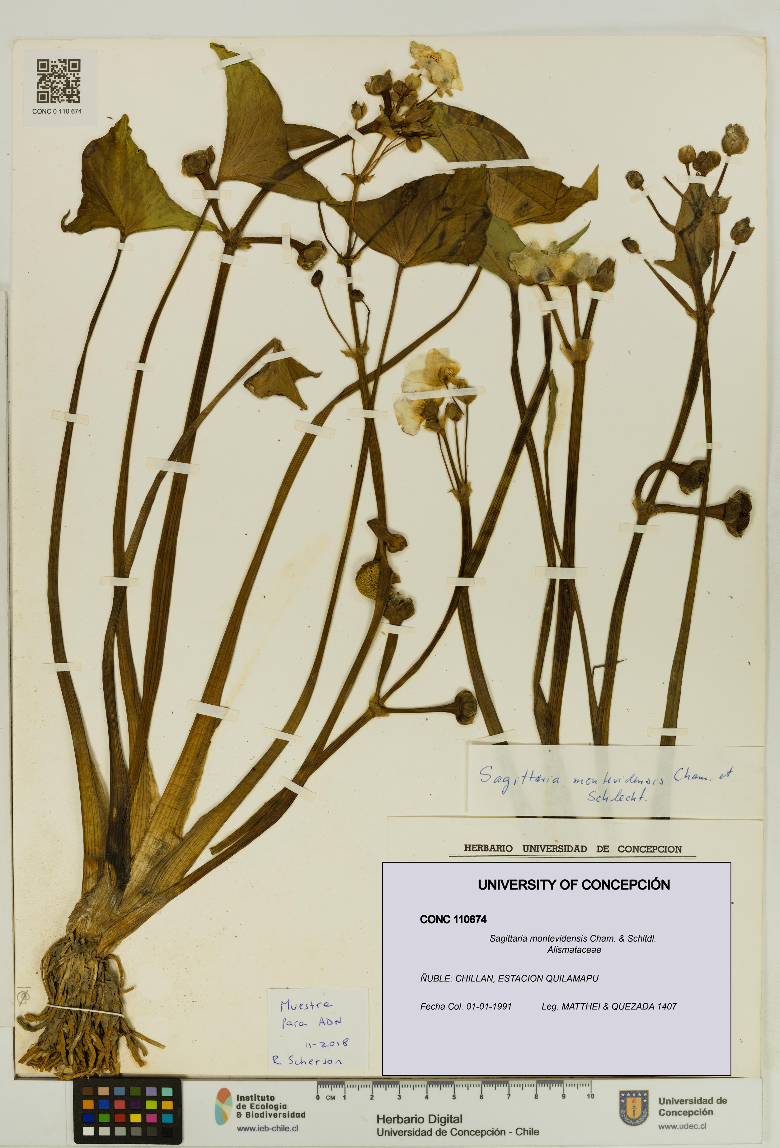 Sagittaria montevidensis [Espécimen: UDEC:CONC:0110674]
