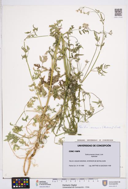 Torilis arvensis [Espécimen: ]