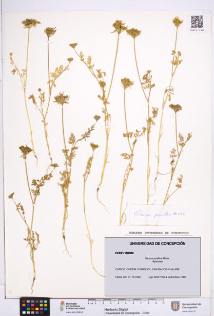 Daucus pusillus [Espécimen: ]
