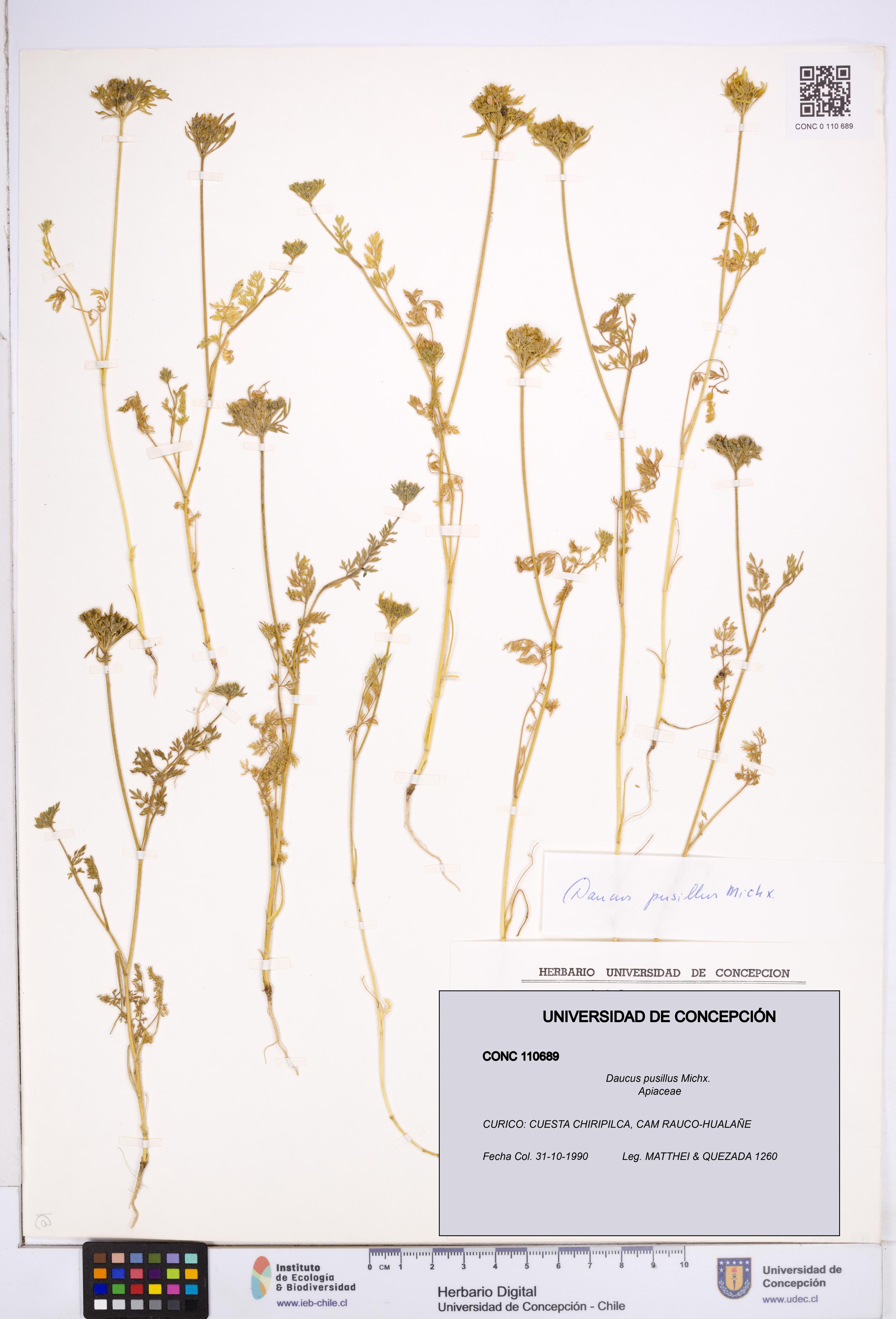 Daucus pusillus [Espécimen: ]