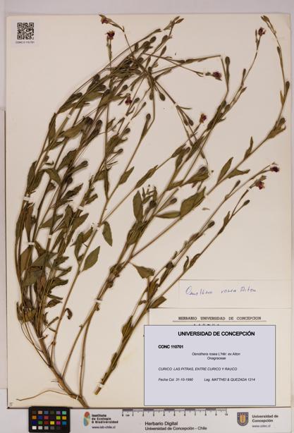 Oenothera rosea [Espécimen: UDEC:CONC:0110701]