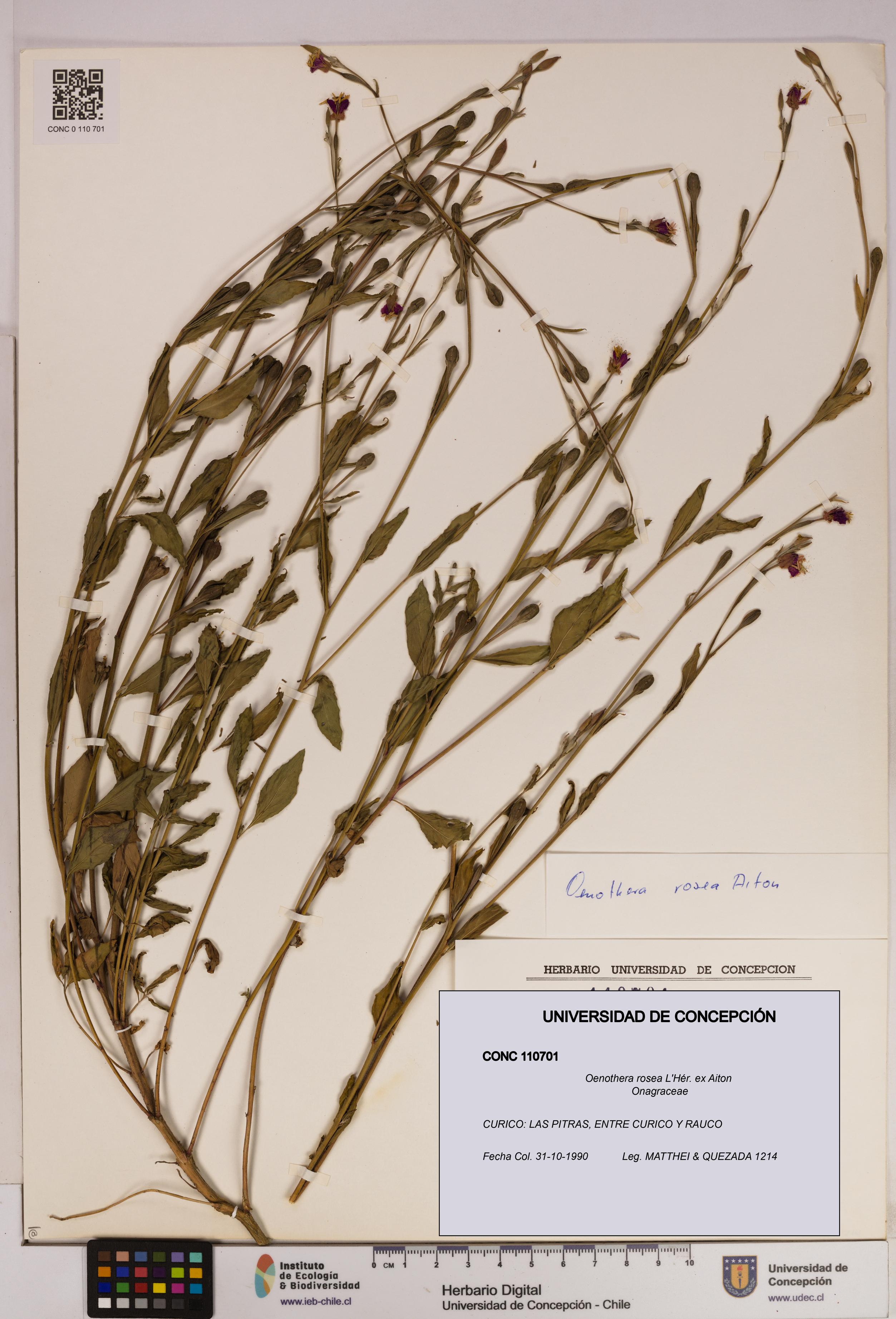 Oenothera rosea [Espécimen: UDEC:CONC:0110701]