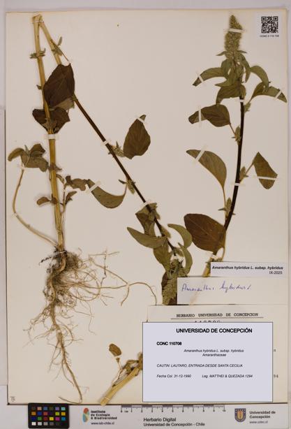 Amaranthus hybridus subsp. hybridus [Espécimen: UDEC:CONC:0110708]