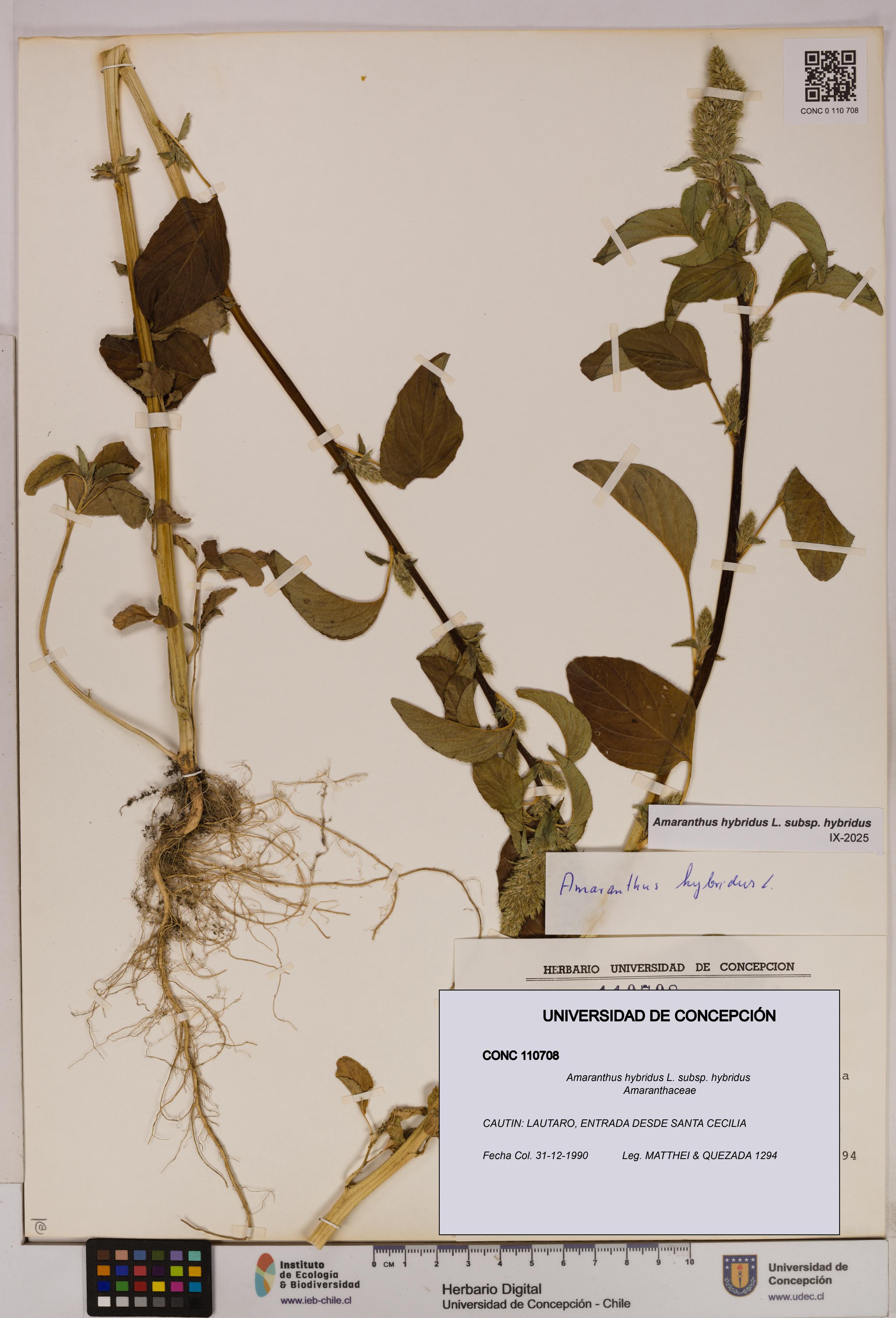 Amaranthus hybridus subsp. hybridus [Espécimen: UDEC:CONC:0110708]