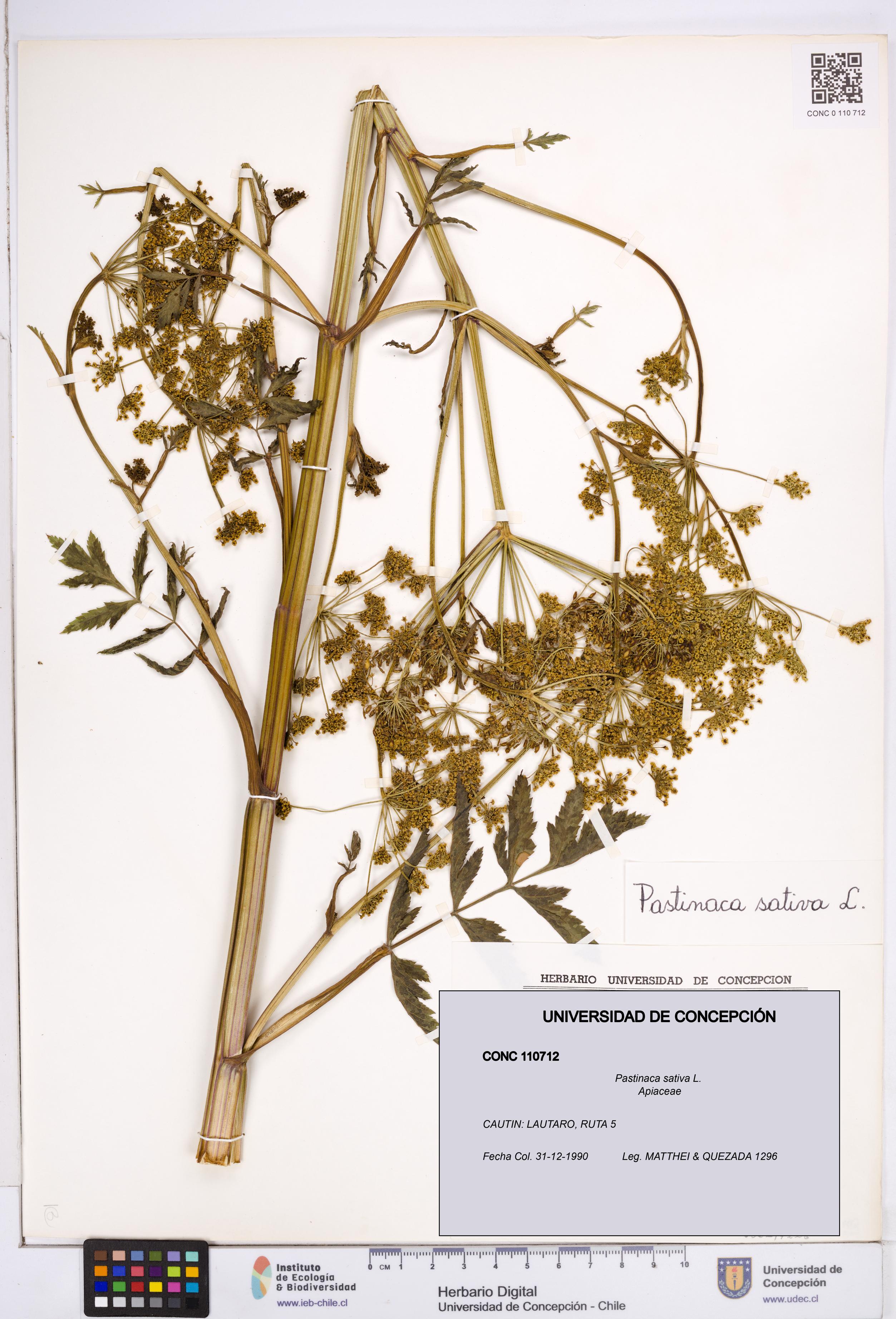 Pastinaca sativa [Espécimen: ]