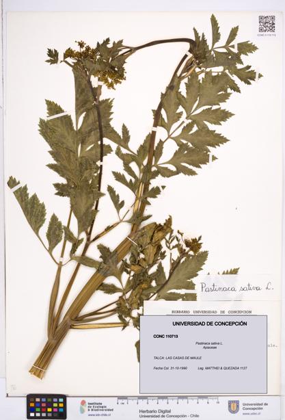 Pastinaca sativa [Espécimen: ]