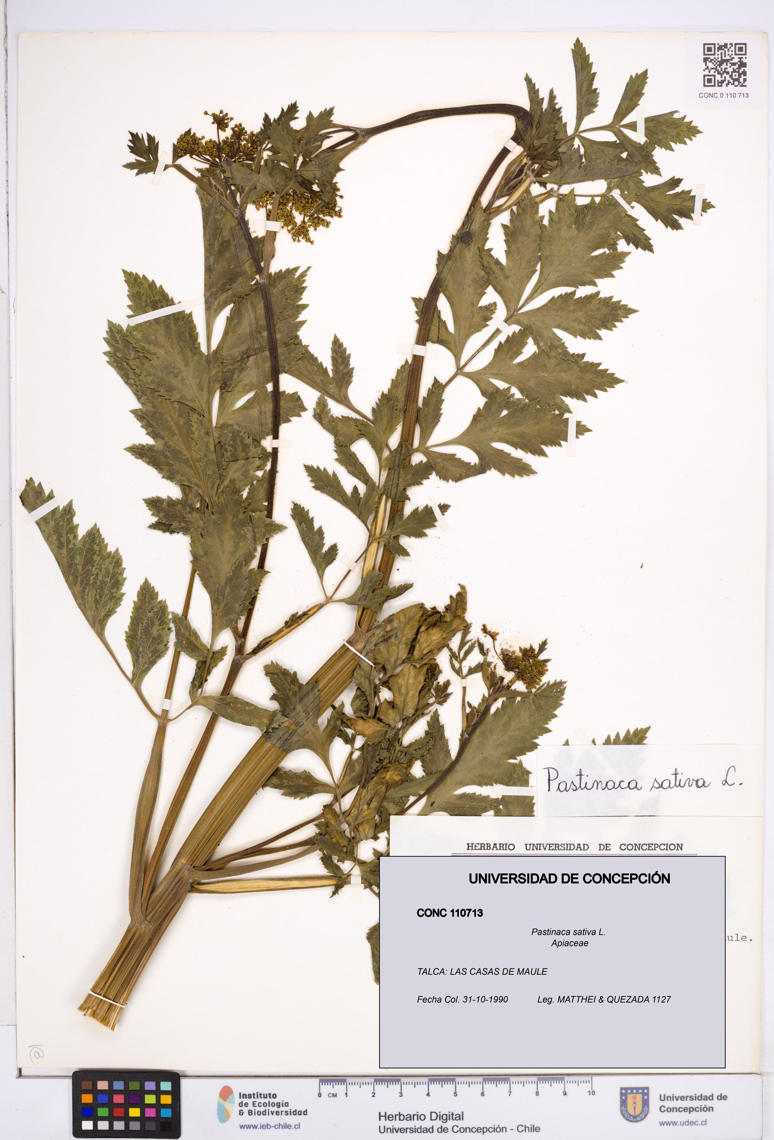 Pastinaca sativa [Espécimen: ]