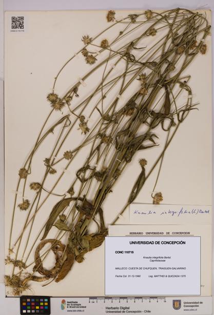 Knautia integrifolia [Espécimen: UDEC:CONC:0110715]