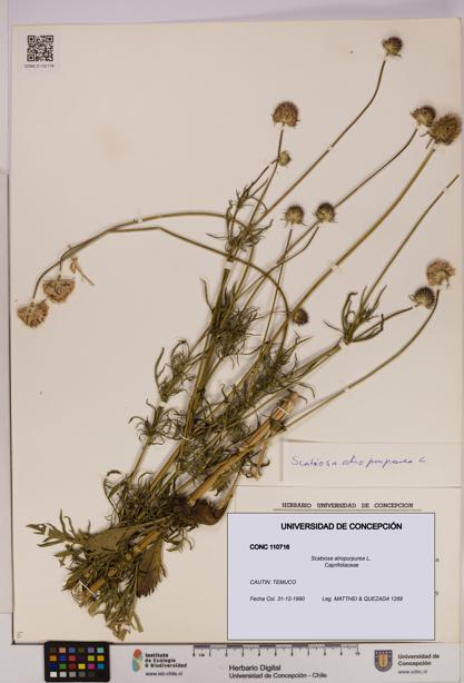 Scabiosa atropurpurea [Espécimen: UDEC:CONC:0110716]