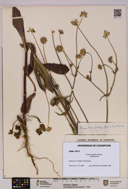 Knautia integrifolia [Espécimen: UDEC:CONC:0110717]