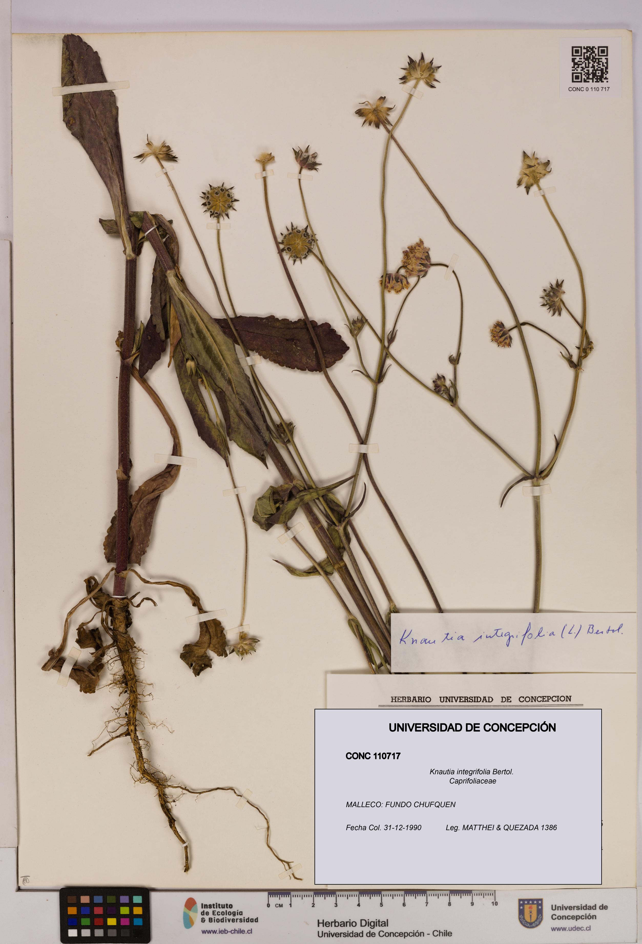 Knautia integrifolia [Espécimen: UDEC:CONC:0110717]