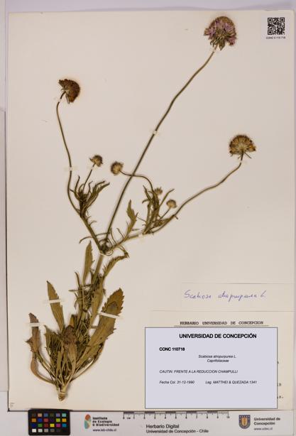 Scabiosa atropurpurea [Espécimen: UDEC:CONC:0110718]