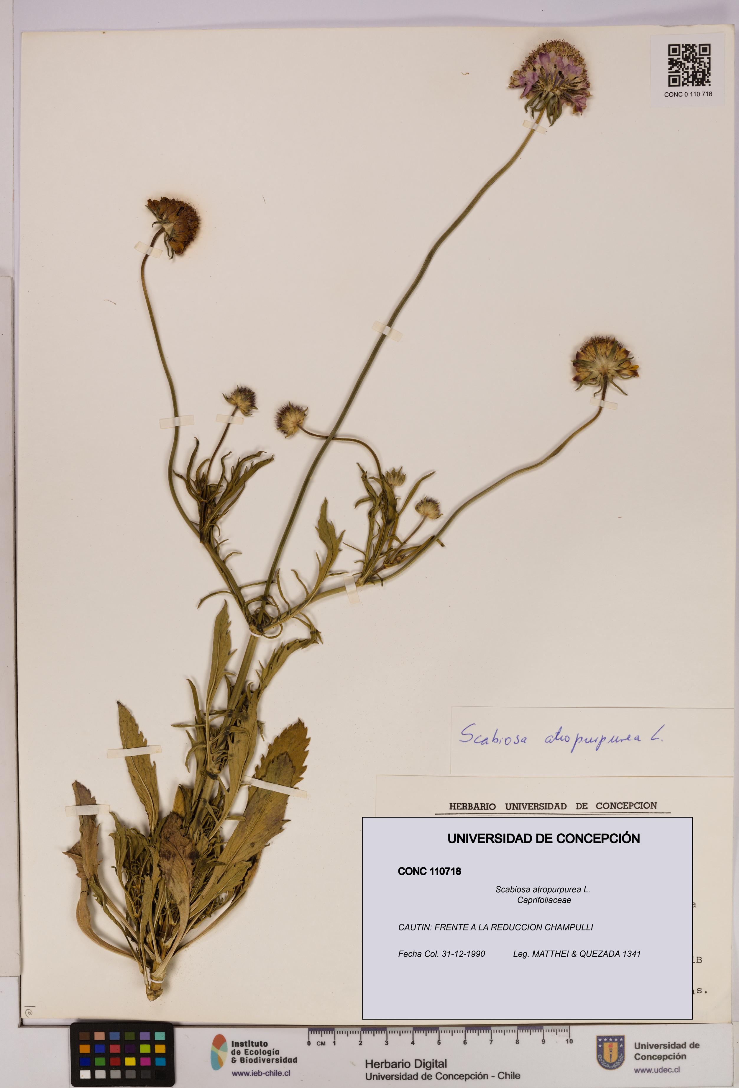 Scabiosa atropurpurea [Espécimen: UDEC:CONC:0110718]
