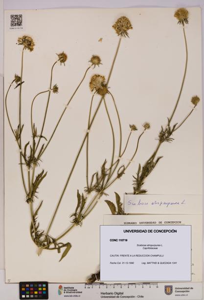 Scabiosa atropurpurea [Espécimen: UDEC:CONC:0110719]