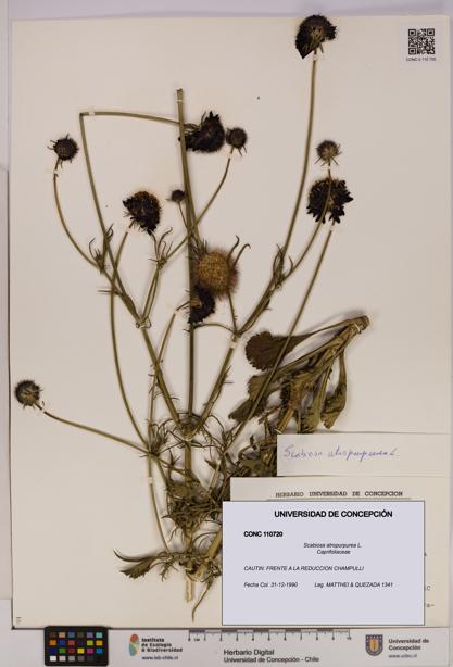 Scabiosa atropurpurea [Espécimen: UDEC:CONC:0110720]