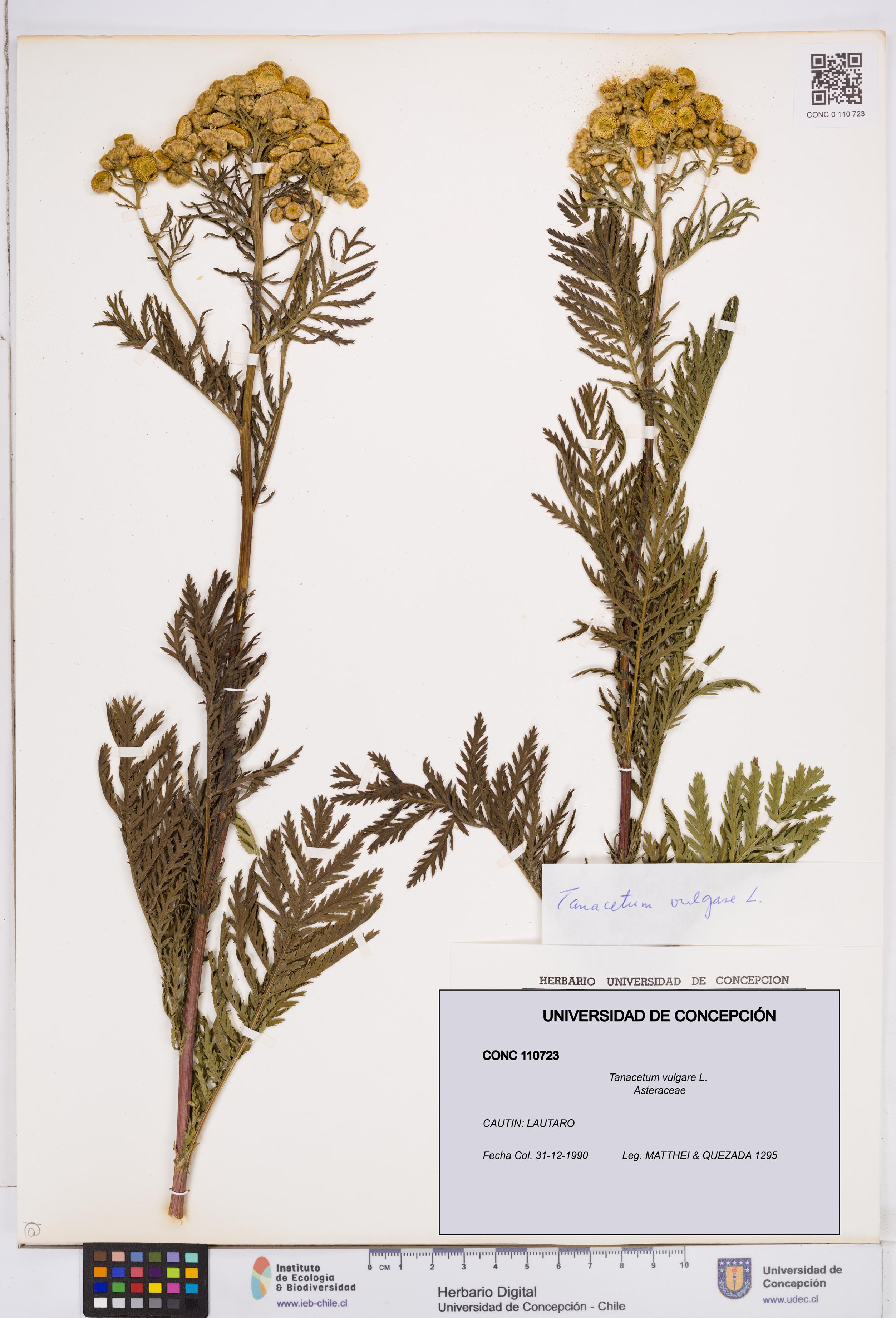 Tanacetum vulgare [Espécimen: ]