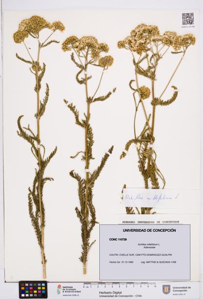 Achillea millefolium [Espécimen: ]