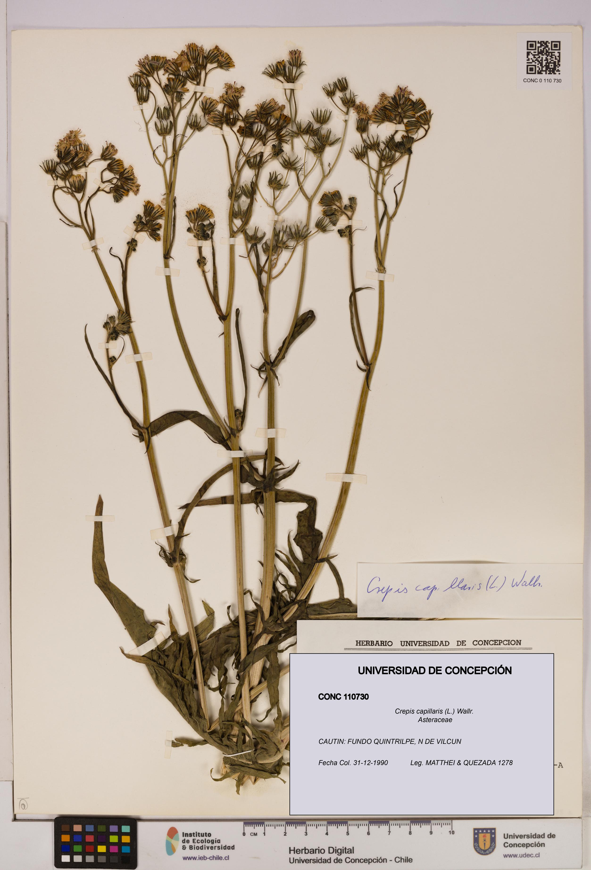 Crepis capillaris [Espécimen: UDEC:CONC:0110730]