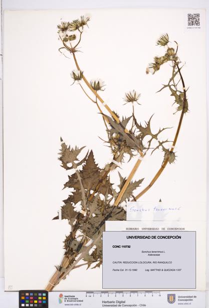 Sonchus tenerrimus [Espécimen: ]