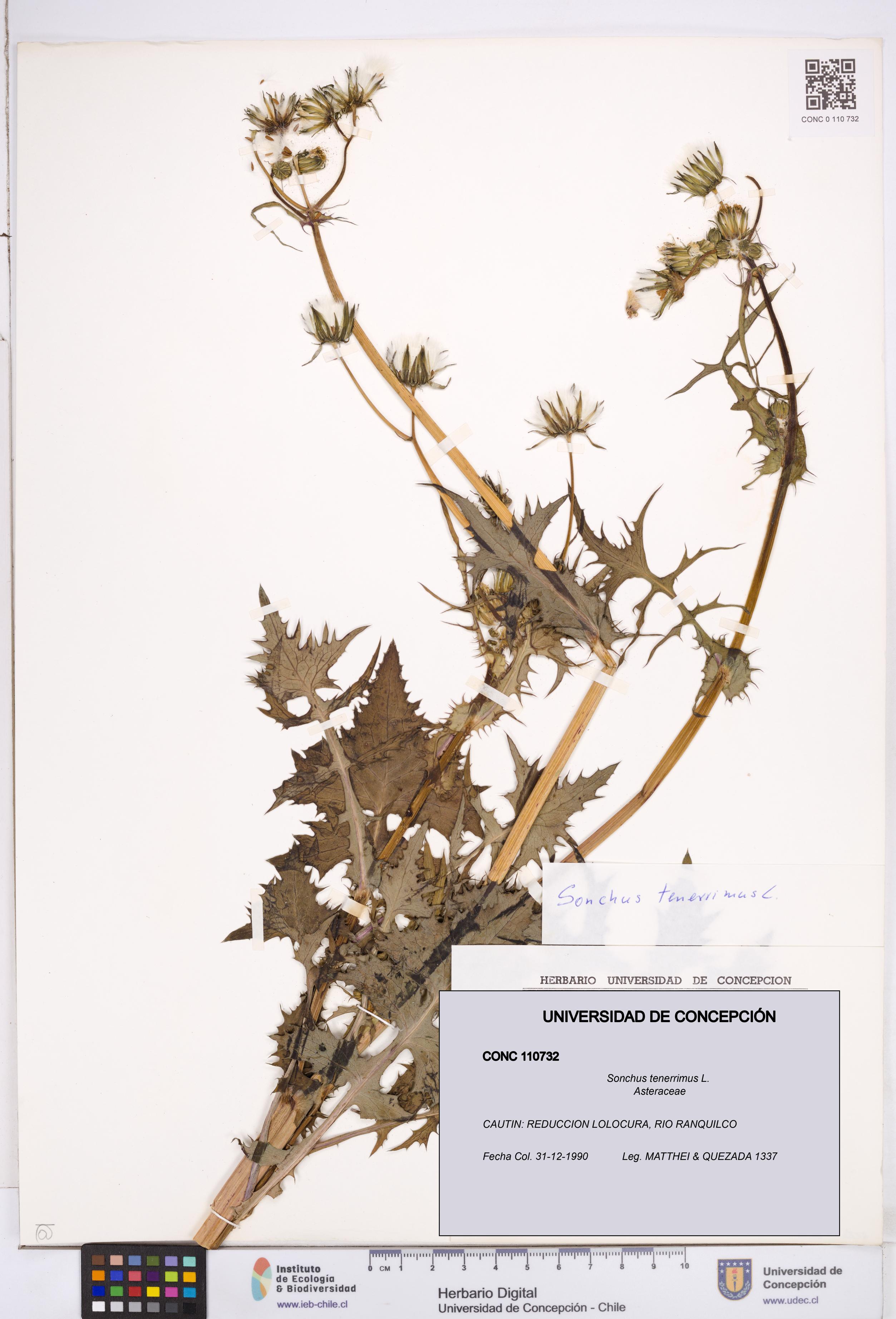 Sonchus tenerrimus [Espécimen: ]
