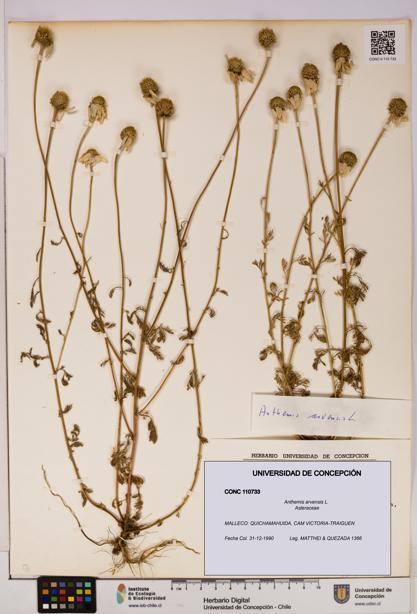 Anthemis arvensis [Espécimen: UDEC:CONC:0110733]