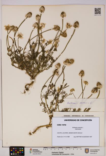 Anthemis arvensis [Espécimen: UDEC:CONC:0110734]