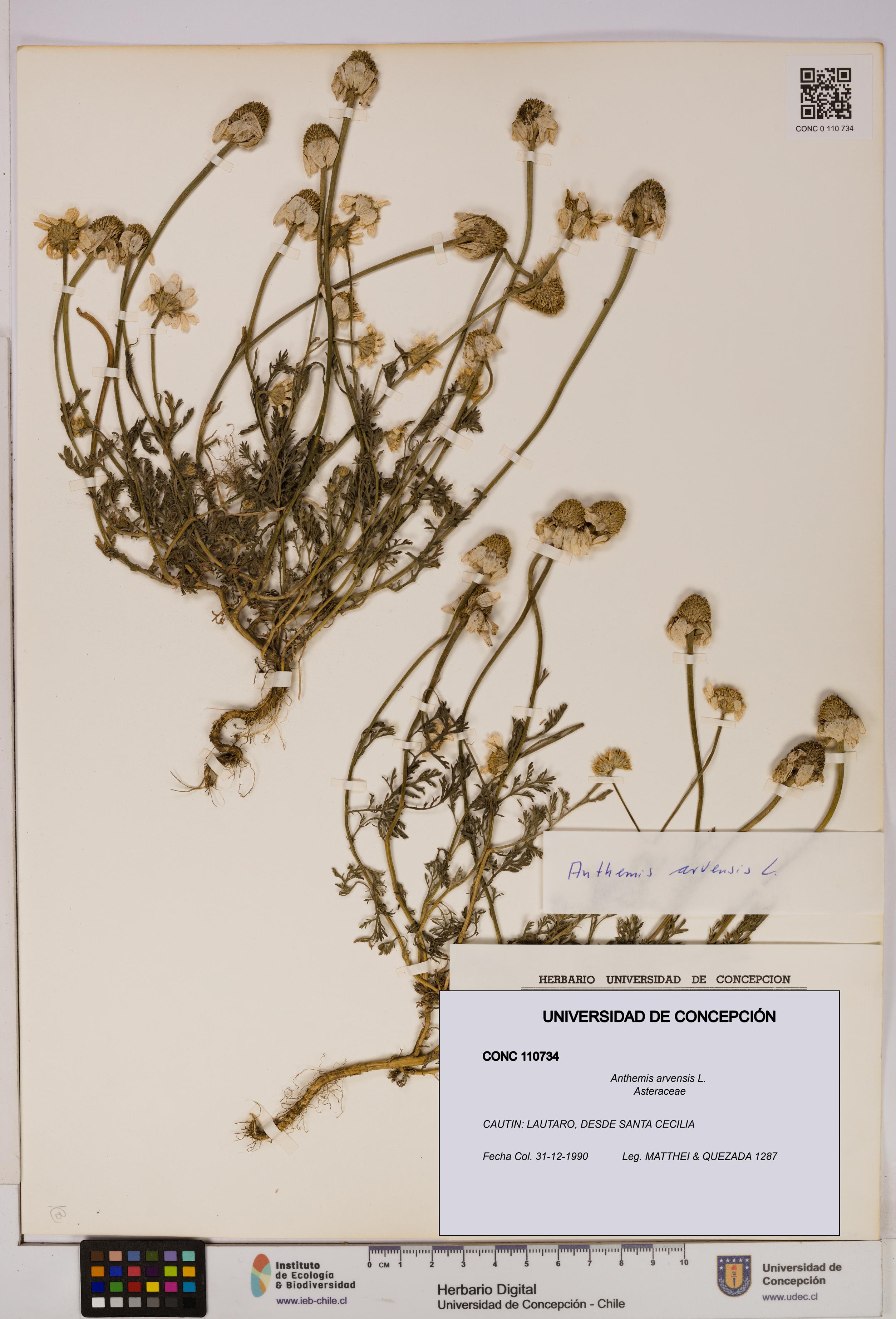 Anthemis arvensis [Espécimen: UDEC:CONC:0110734]