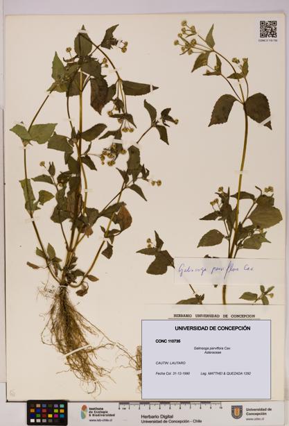Galinsoga parviflora [Espécimen: UDEC:CONC:0110735]