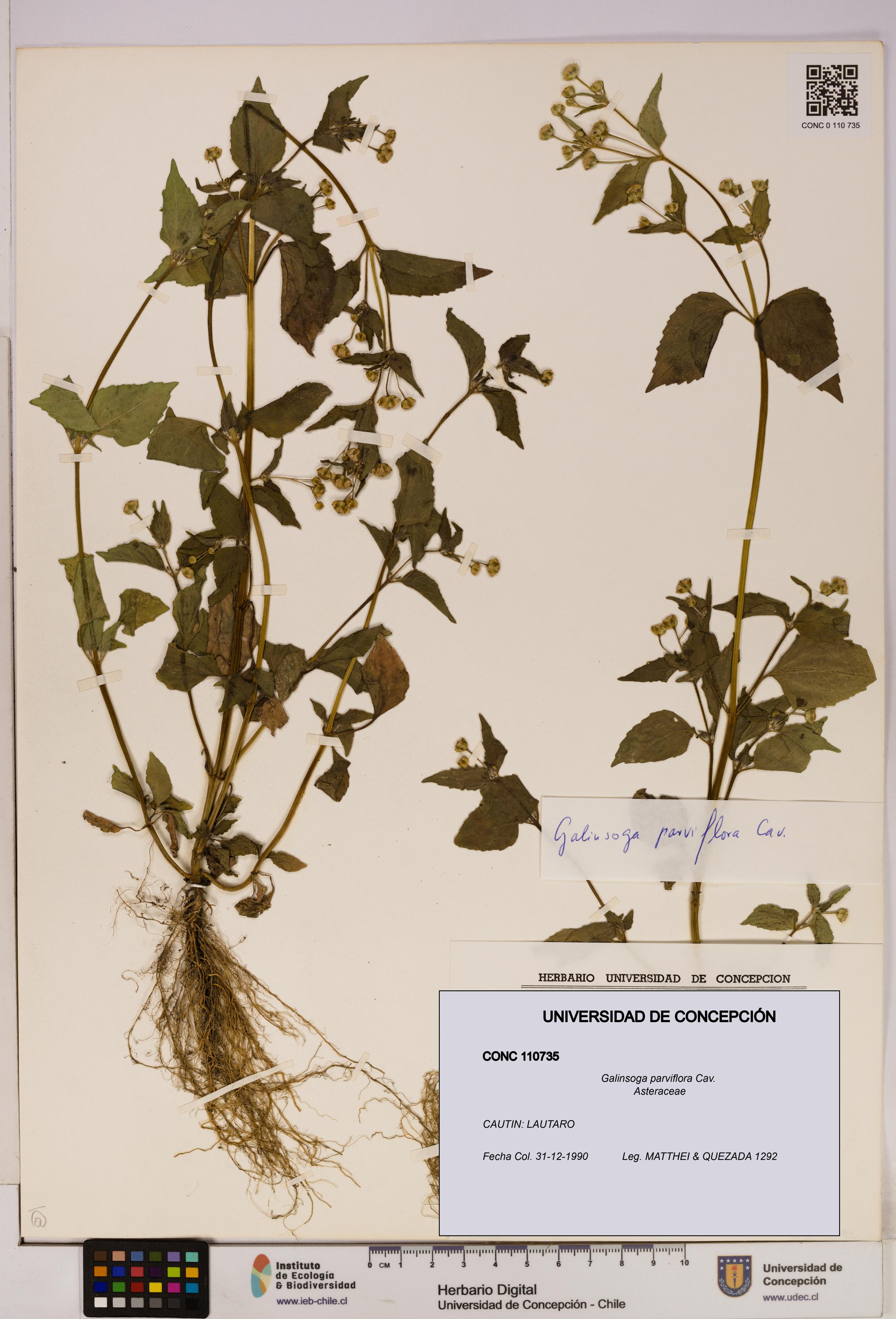 Galinsoga parviflora [Espécimen: UDEC:CONC:0110735]