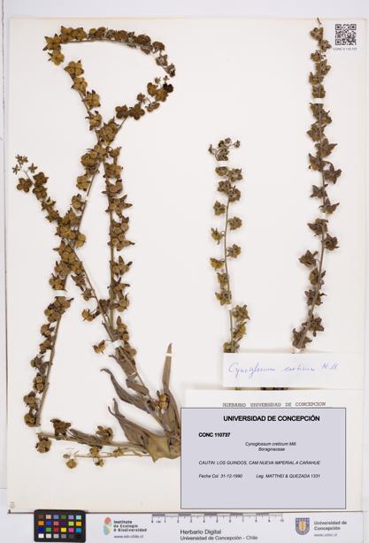 Cynoglossum creticum [Espécimen: ]