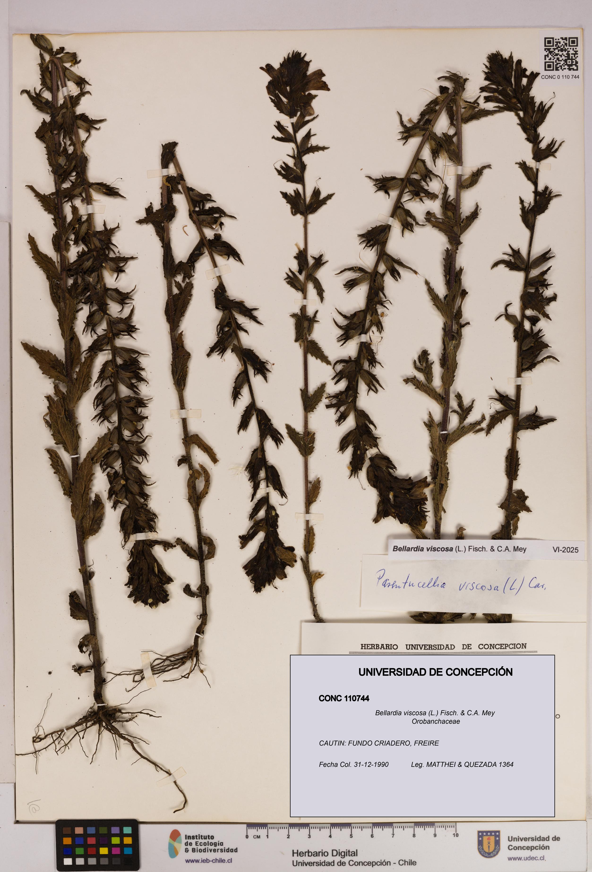 Bellardia viscosa [Espécimen: UDEC:CONC:0110744]