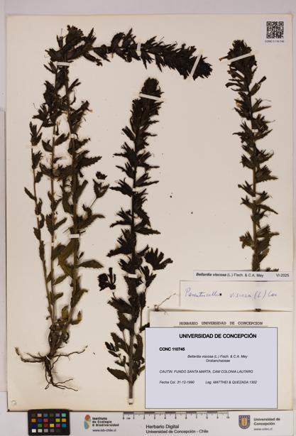 Bellardia viscosa [Espécimen: UDEC:CONC:0110745]