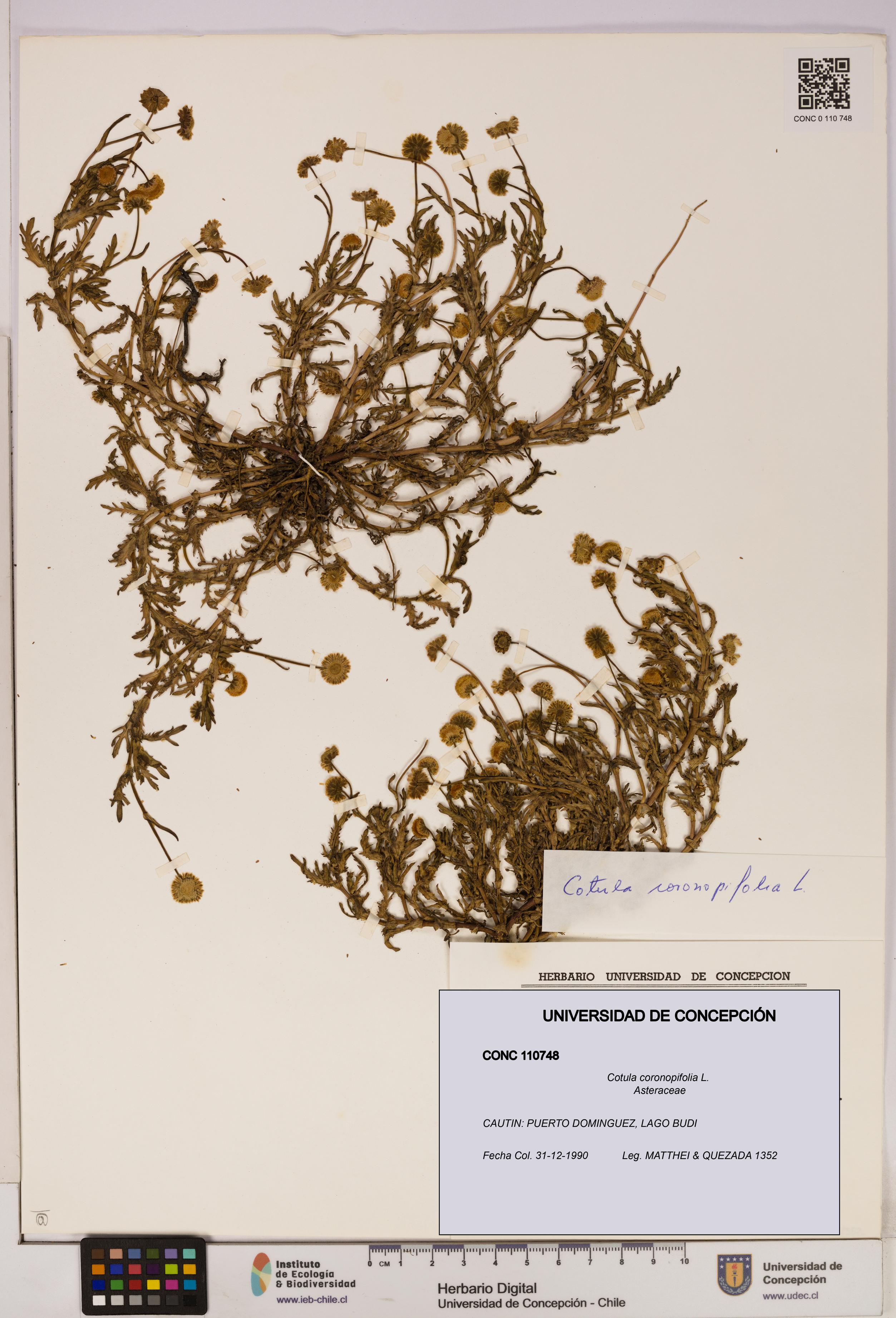 Cotula coronopifolia [Espécimen: UDEC:CONC:0110748]