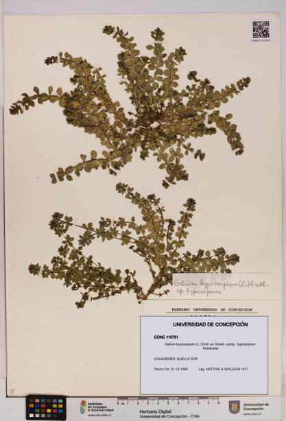 Galium hypocarpium subsp. hypocarpium [Espécimen: UDEC:CONC:0110751]