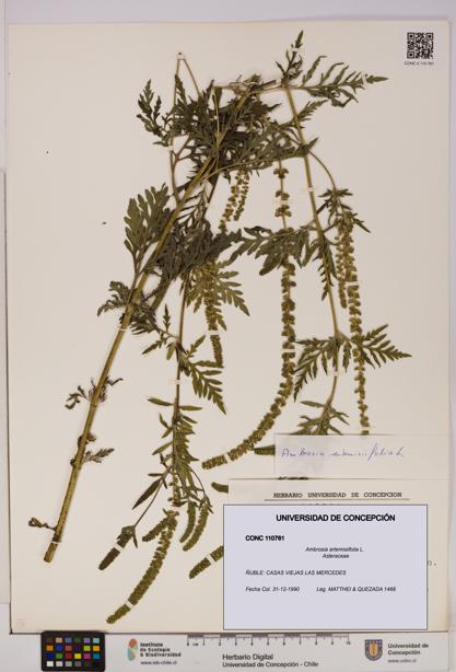 Ambrosia artemisiifolia [Espécimen: UDEC:CONC:0110761]