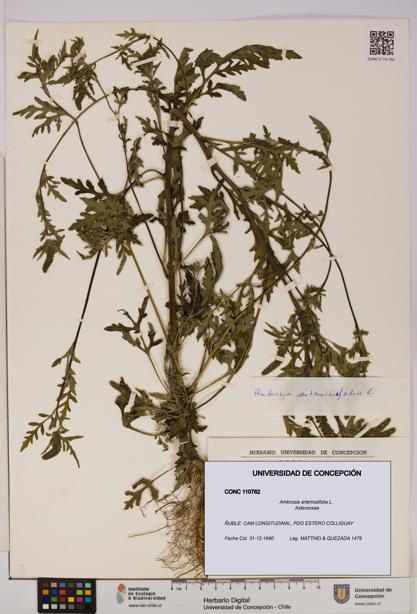 Ambrosia artemisiifolia [Espécimen: UDEC:CONC:0110762]