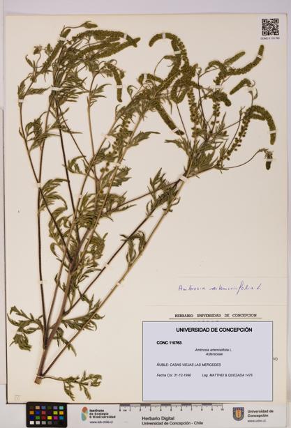 Ambrosia artemisiifolia [Espécimen: UDEC:CONC:0110763]