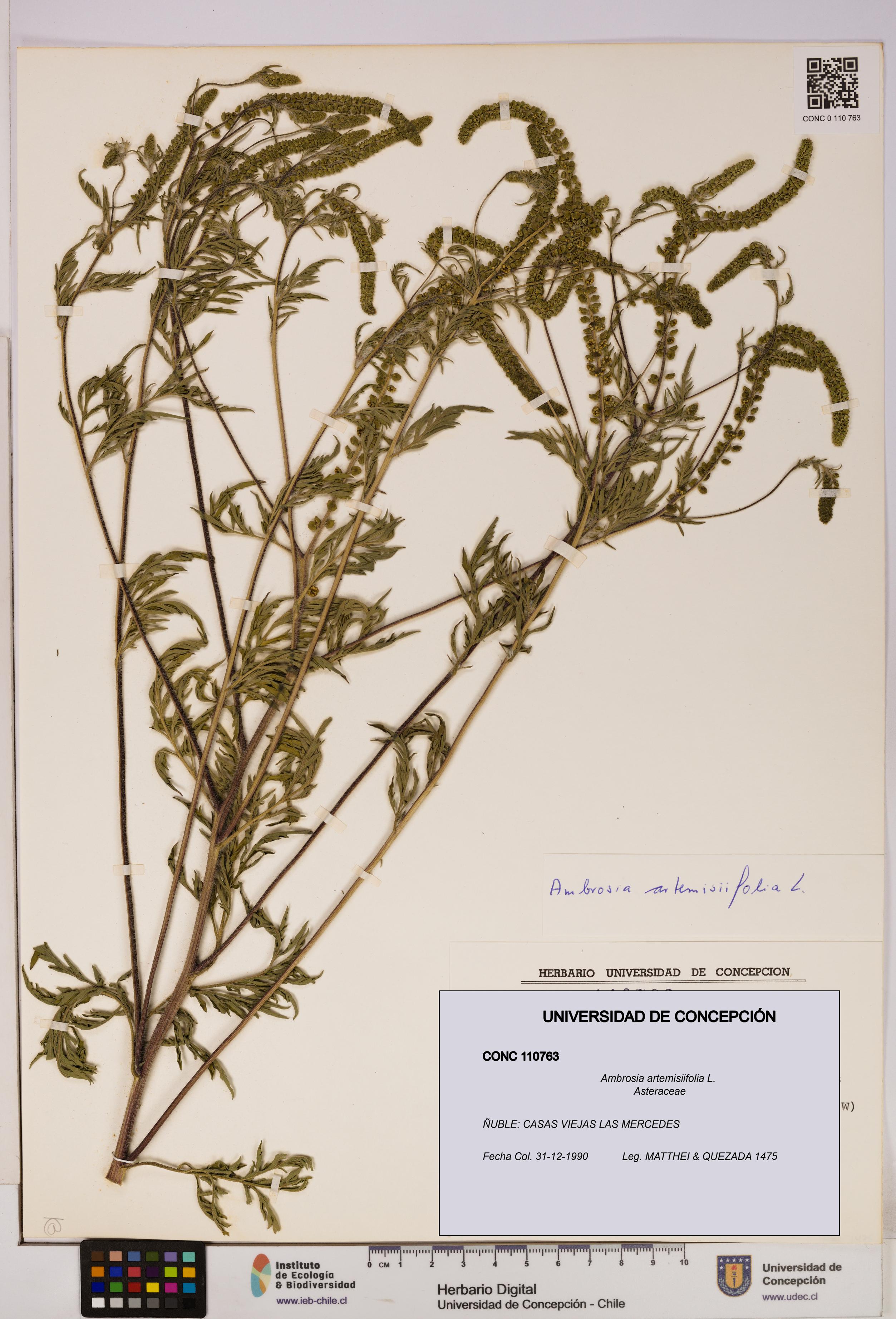 Ambrosia artemisiifolia [Espécimen: UDEC:CONC:0110763]
