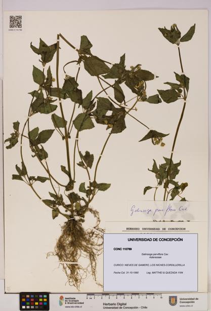 Galinsoga parviflora [Espécimen: UDEC:CONC:0110769]