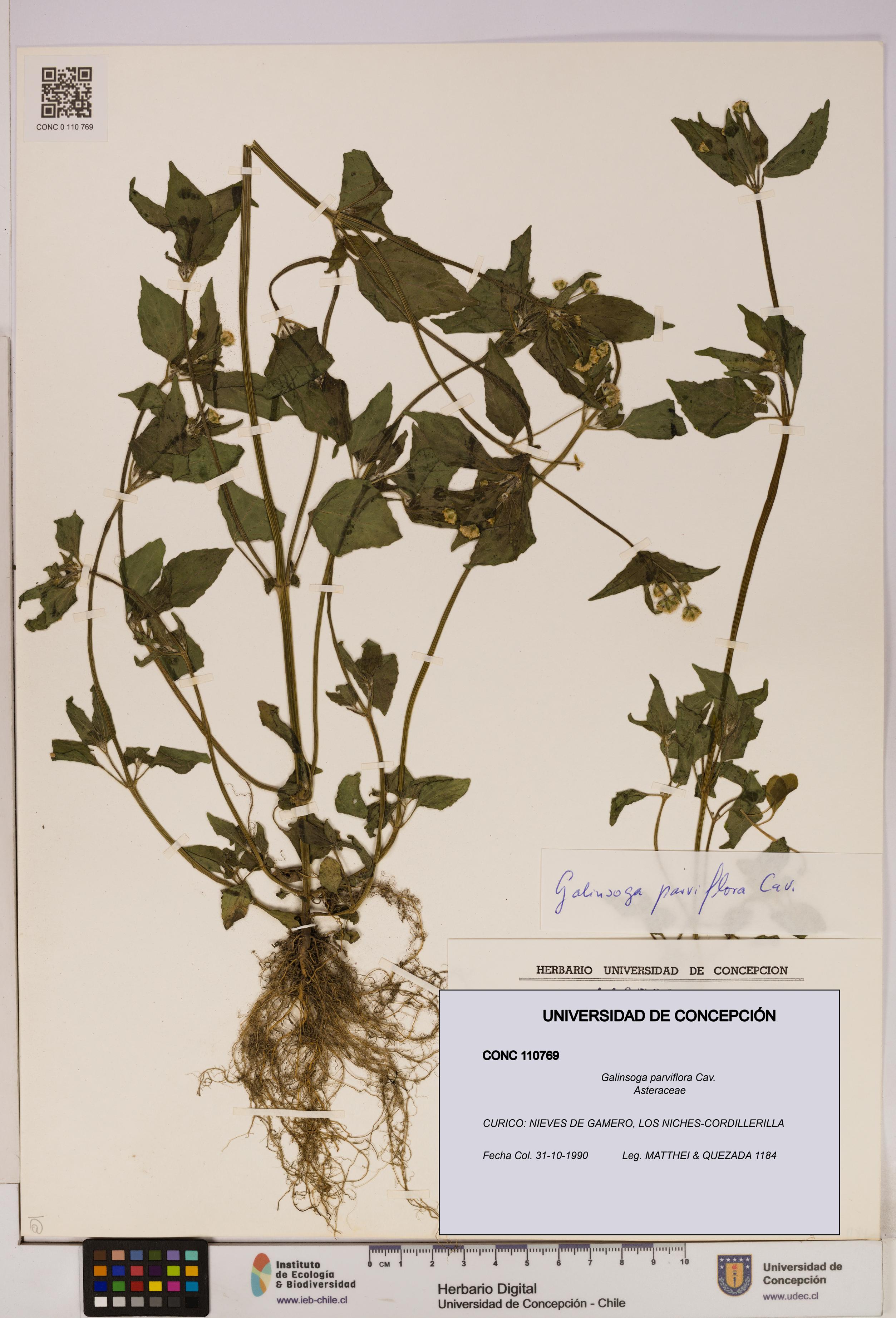 Galinsoga parviflora [Espécimen: UDEC:CONC:0110769]