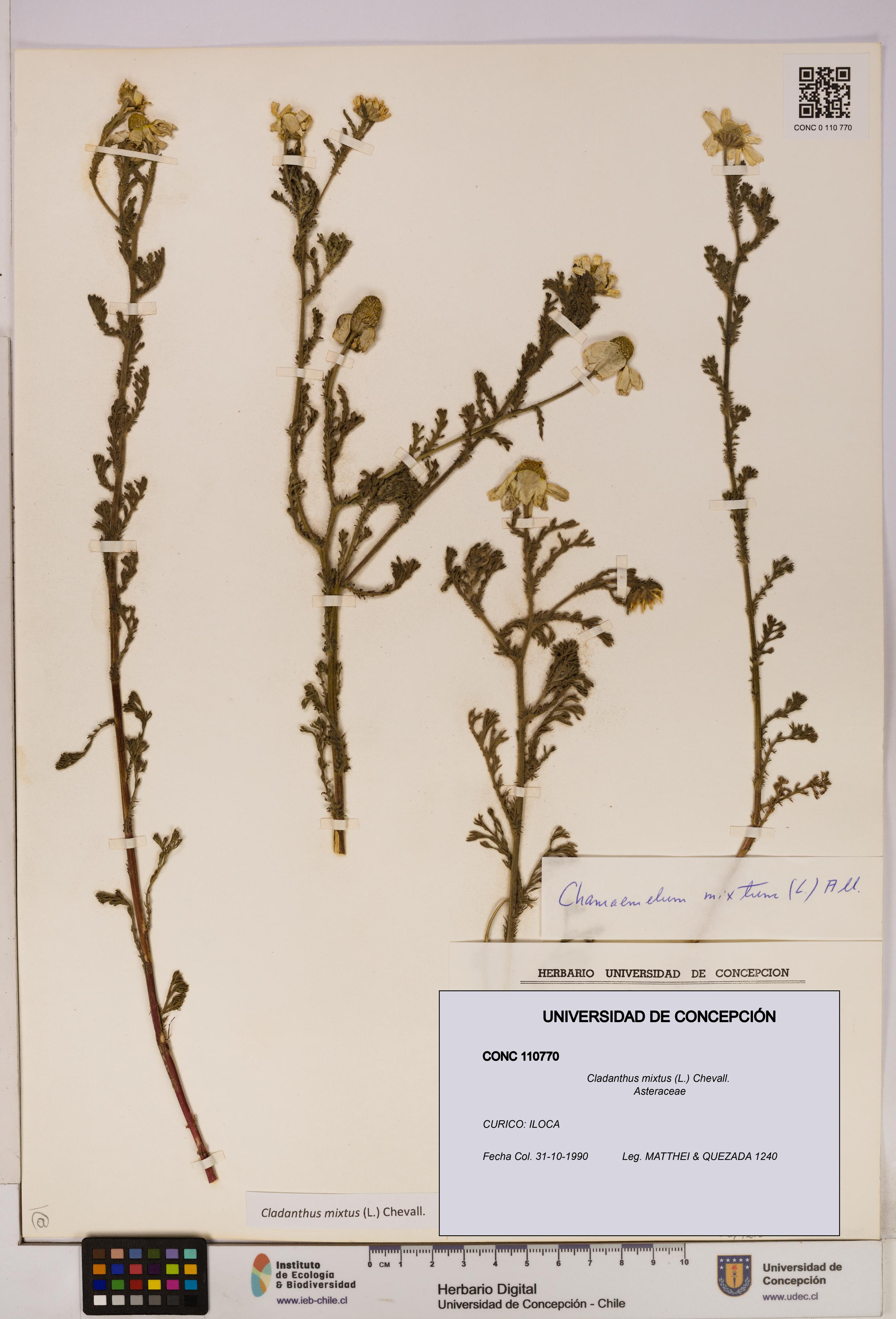 Cladanthus mixtus [Espécimen: UDEC:CONC:0110770]