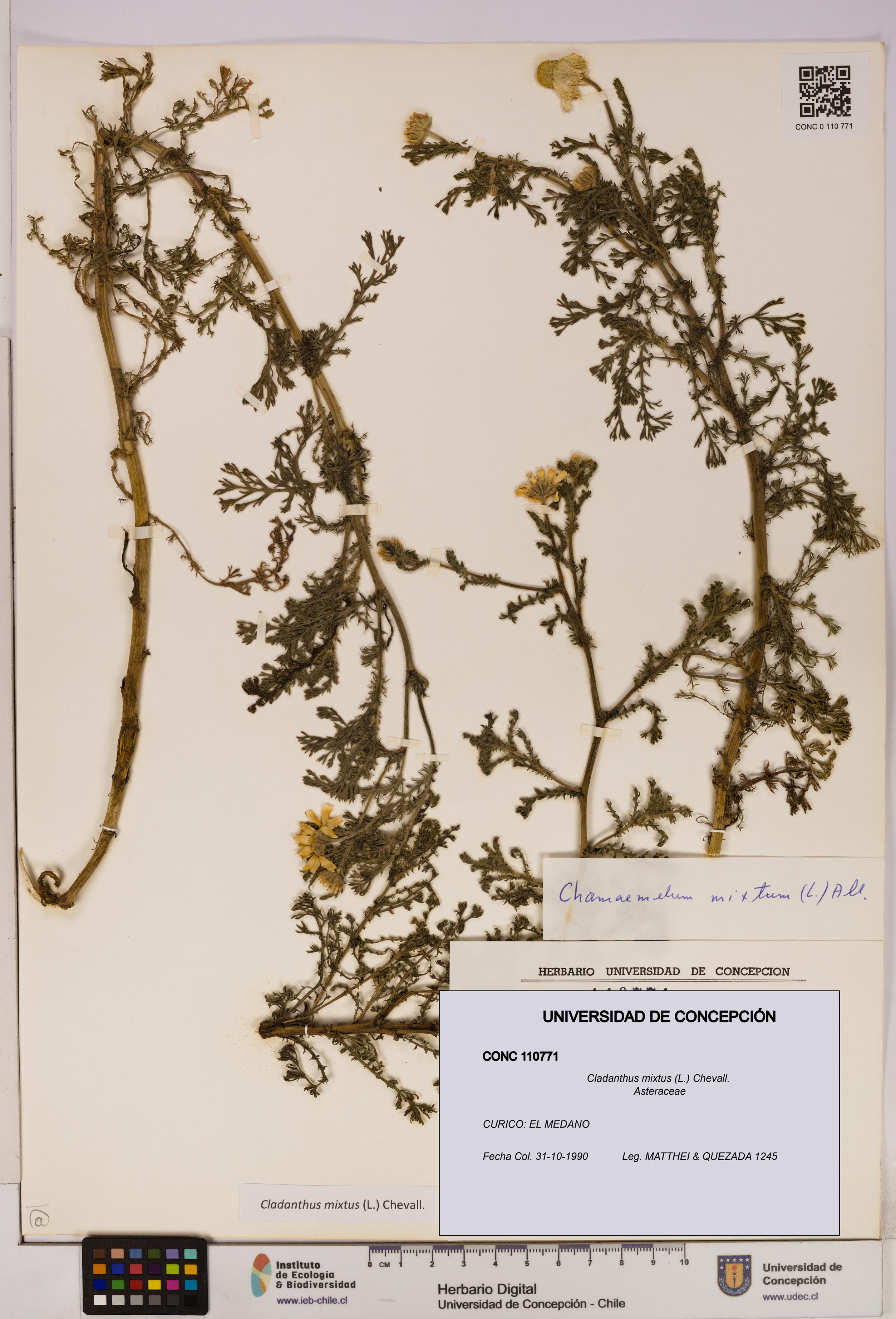 Cladanthus mixtus [Espécimen: UDEC:CONC:0110771]
