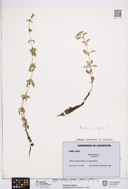 Mentha pulegium [Espécimen: ]