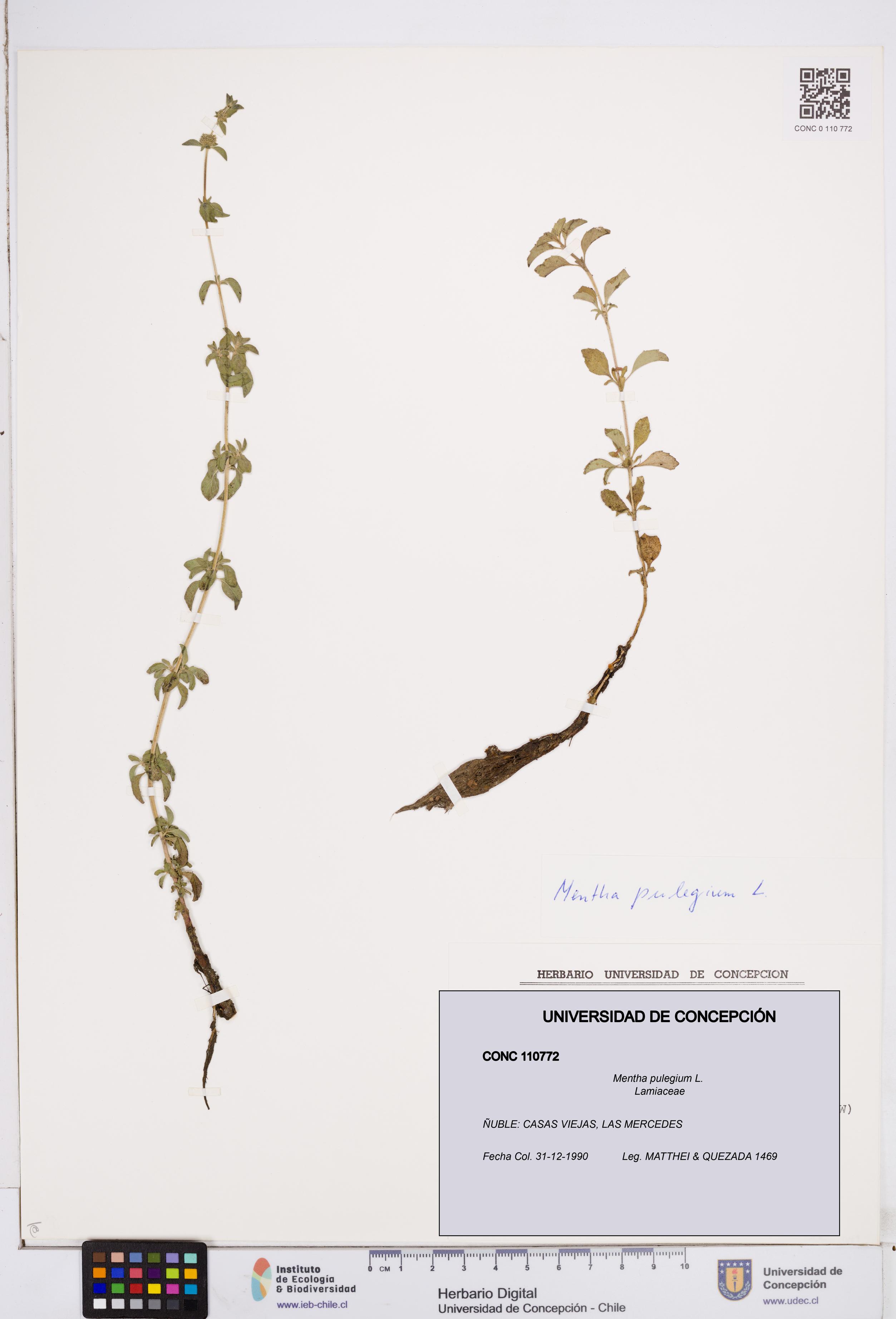 Mentha pulegium [Espécimen: ]