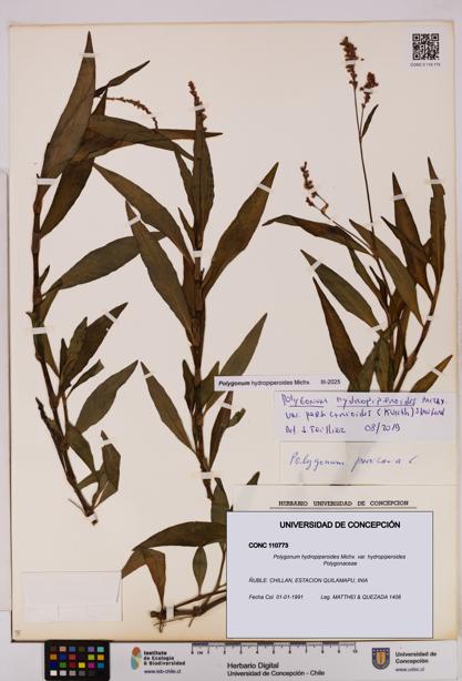 Polygonum hydropiperoides var. hydropiperoides [Espécimen: UDEC:CONC:0110773]