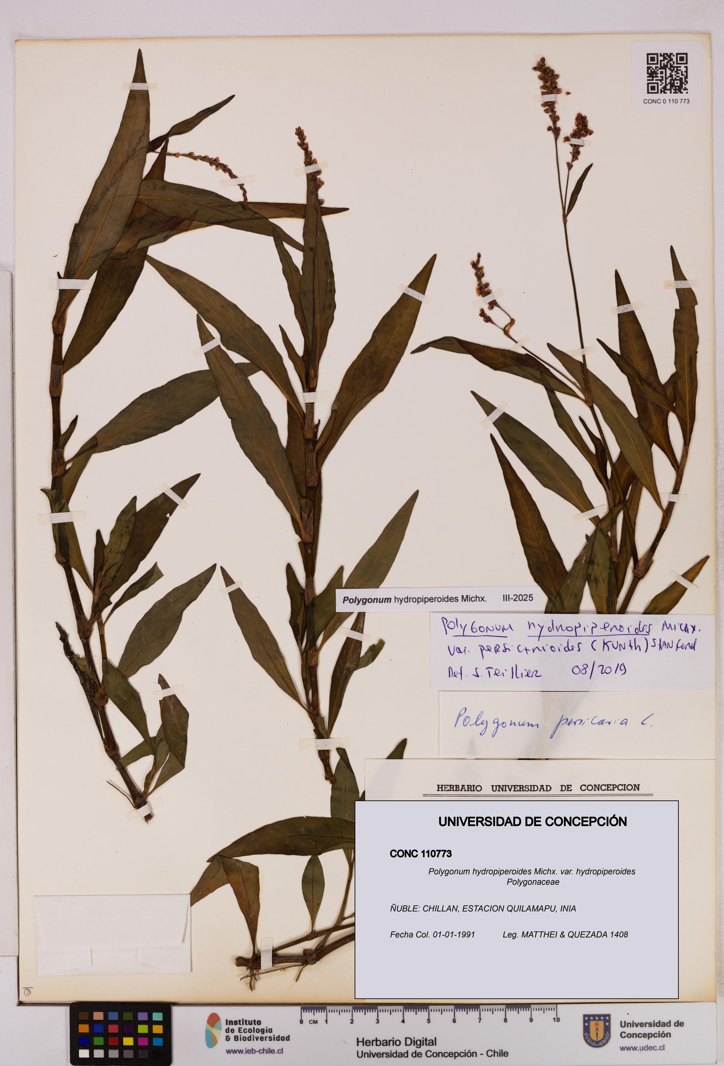 Polygonum hydropiperoides var. hydropiperoides [Espécimen: UDEC:CONC:0110773]