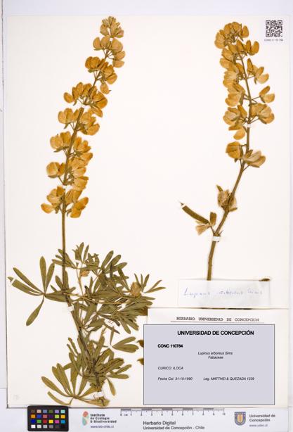 Lupinus arboreus [Espécimen: ]