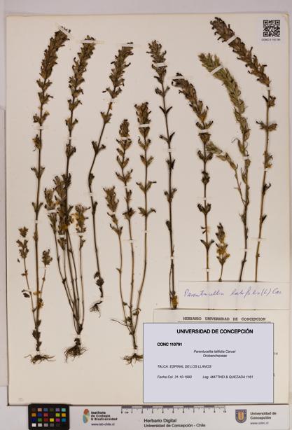 Parentucellia latifolia [Espécimen: UDEC:CONC:0110791]