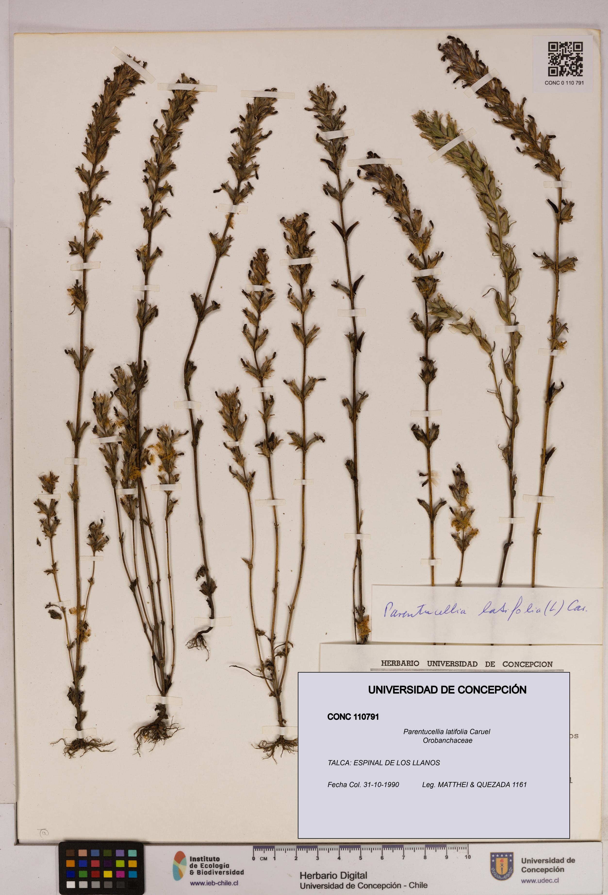 Parentucellia latifolia [Espécimen: UDEC:CONC:0110791]